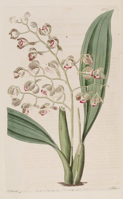 Illustration of Oncidium Pubes by Unbekannt Unbekannt